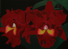 Cattleya\n50 x 70 cm\nEUR 125,-